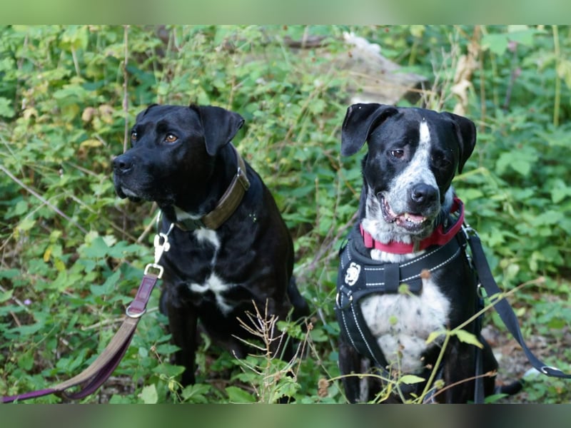 Spike - Labradormischling mit Charakter
