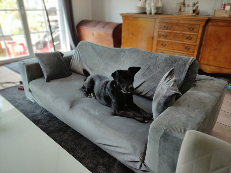 Verspielter Labradormischling