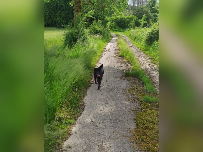 Verspielter Labradormischling