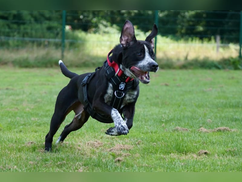 Spike - Labradormischling mit Charakter