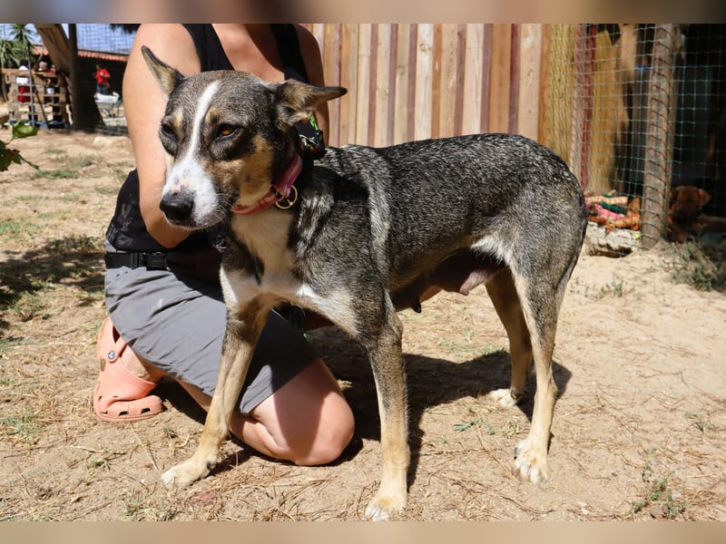 ❤️ Carrie - freundlich und verspielt - noch etwas schüchtern