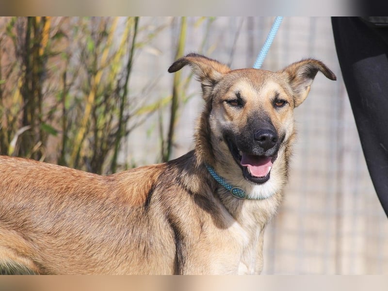 Im Tierheim aufgewachsen ❤️ CINDY - soll endlich ein Zuhause haben!