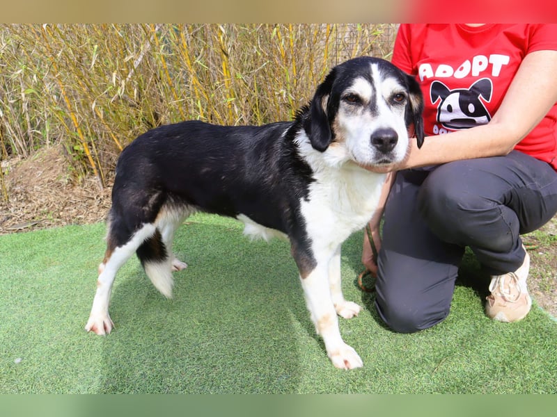  Seniorin RAVA - wurde ausgesetzt und braucht nun ein neues und besseres Zuhause