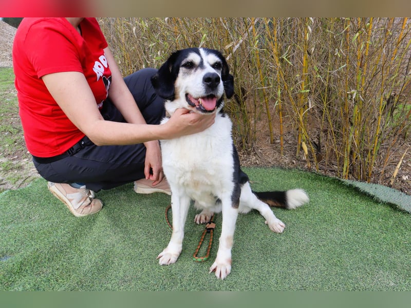  Seniorin RAVA - wurde ausgesetzt und braucht nun ein neues und besseres Zuhause