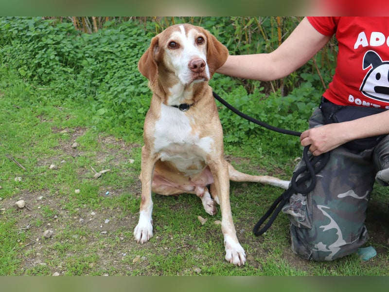 ARCHIE hat ein Handicap - Senior ARCHIE sucht Menschen mit ❤️
