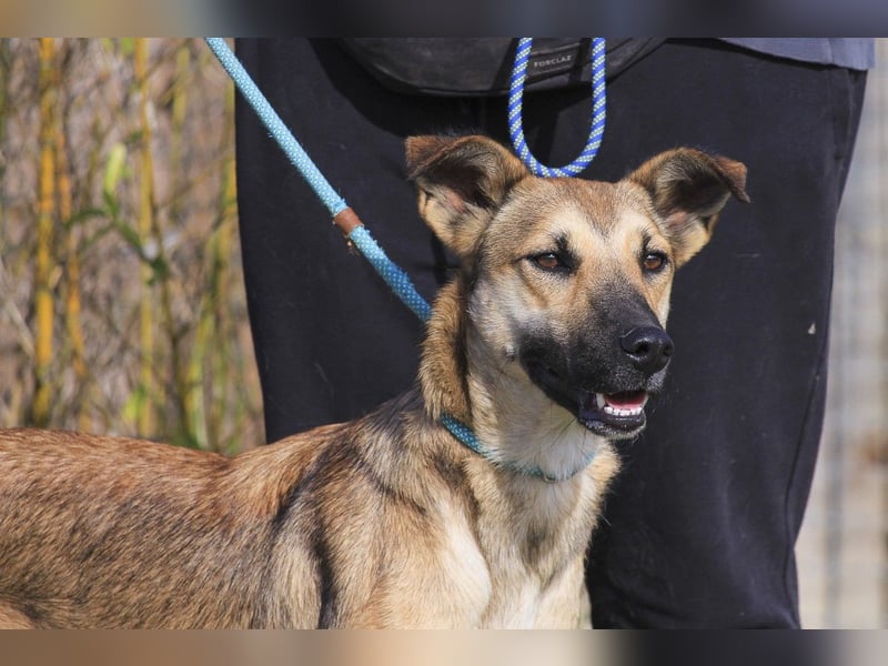 Im Tierheim aufgewachsen ❤️ CINDY - soll endlich ein Zuhause haben!
