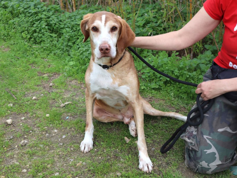 ARCHIE hat ein Handicap - Senior ARCHIE sucht Menschen mit ❤️