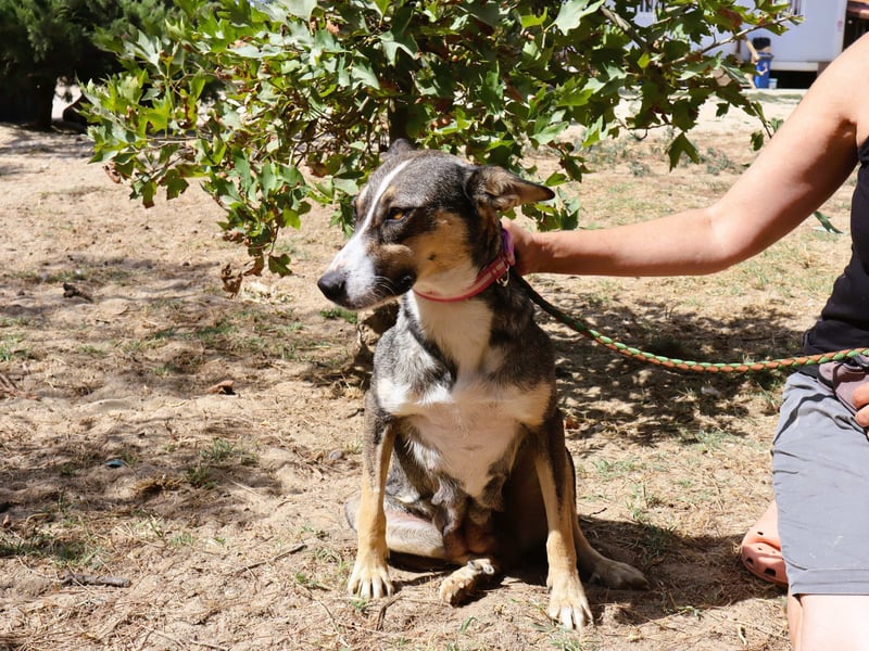 ❤️ Carrie - freundlich und verspielt - noch etwas schüchtern
