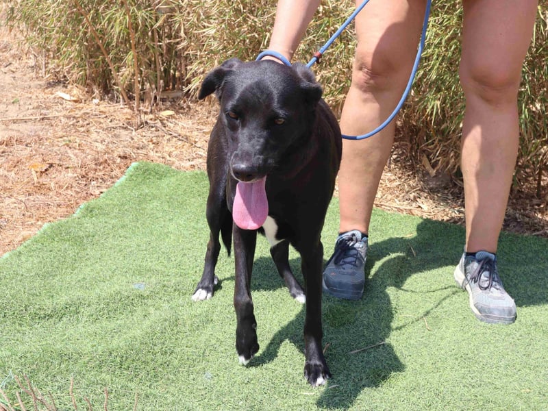 Lua ❤️ sanft und freundlich - lebte in einer Wohnung in der Stadt