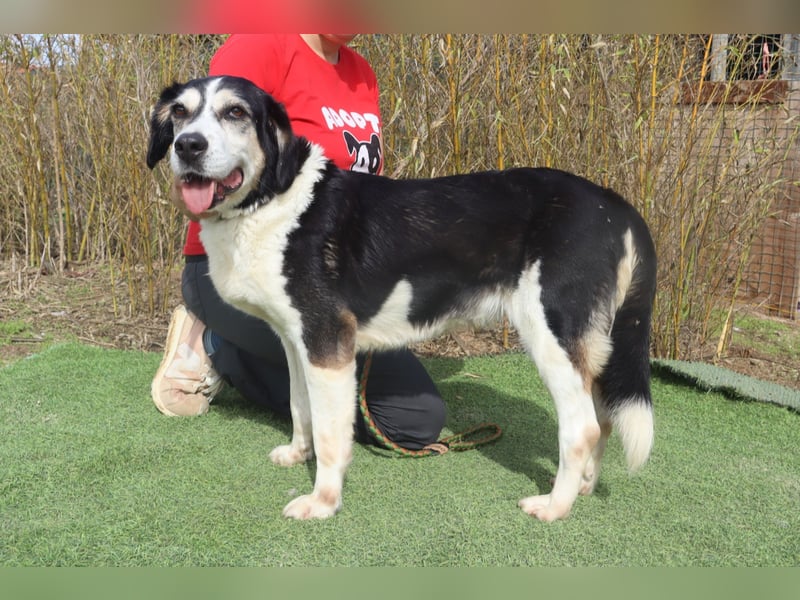  Seniorin RAVA - wurde ausgesetzt und braucht nun ein neues und besseres Zuhause