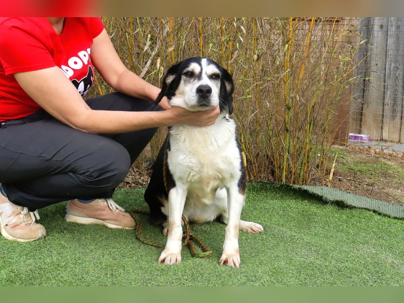  Seniorin RAVA - wurde ausgesetzt und braucht nun ein neues und besseres Zuhause