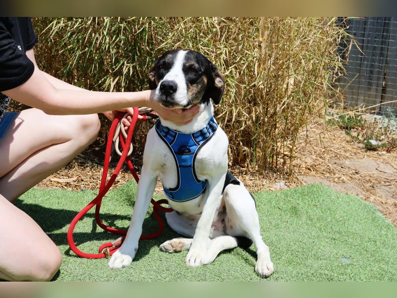 ❤️ Carinha - zu jung | zu lieb | zu sanft - um auf dem Schrottplatz zu leben