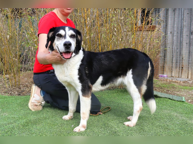  Seniorin RAVA - wurde ausgesetzt und braucht nun ein neues und besseres Zuhause