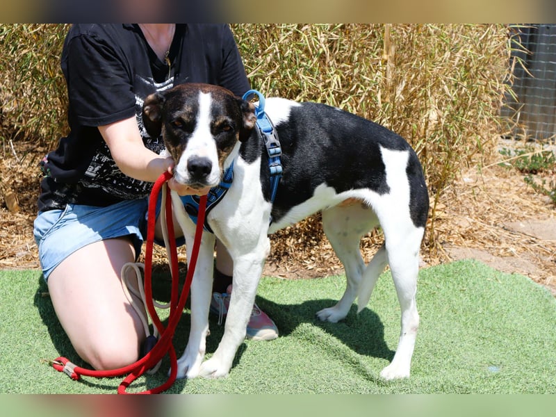 ❤️ Carinha - zu jung | zu lieb | zu sanft - um auf dem Schrottplatz zu leben