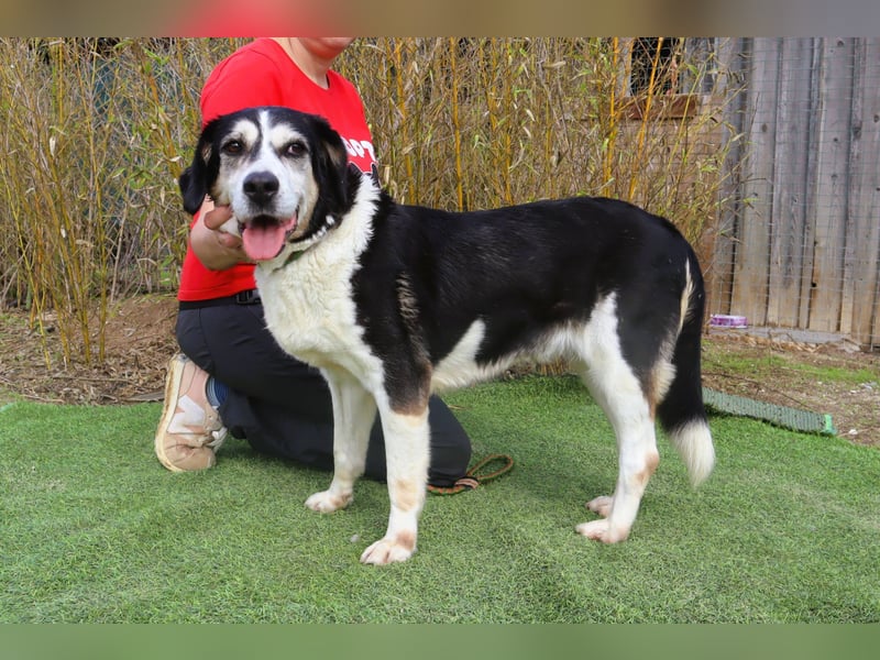  Seniorin RAVA - wurde ausgesetzt und braucht nun ein neues und besseres Zuhause