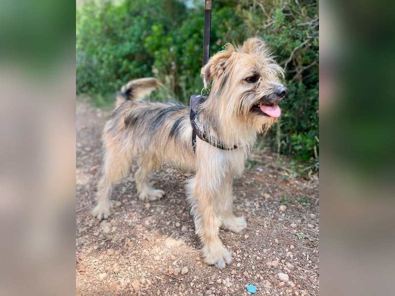 Daisy – zarte Hundeseele auf der Suche nach Geborgenheit