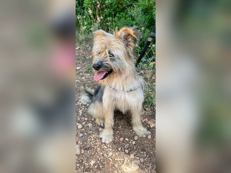 Daisy – zarte Hundeseele auf der Suche nach Geborgenheit