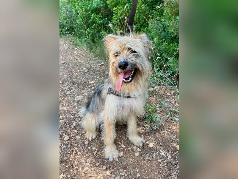 Daisy – zarte Hundeseele auf der Suche nach Geborgenheit