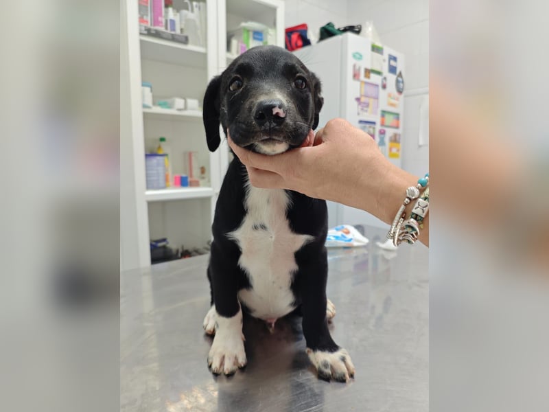 Osito -  möchte in einem Zuhause aufwachsen