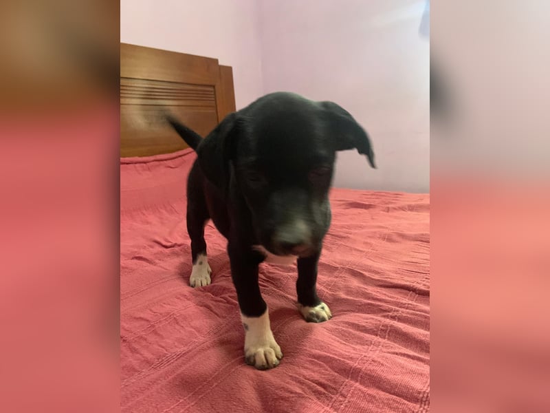 Osito -  möchte in einem Zuhause aufwachsen