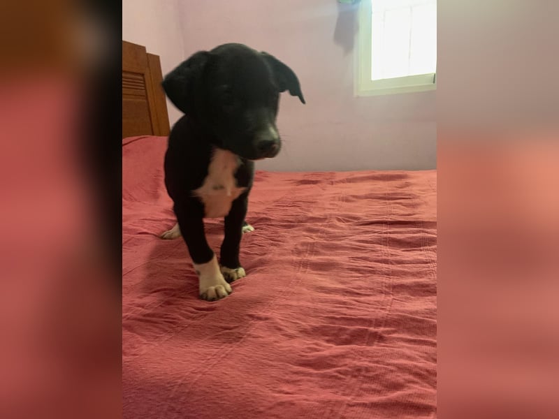 Osito -  möchte in einem Zuhause aufwachsen