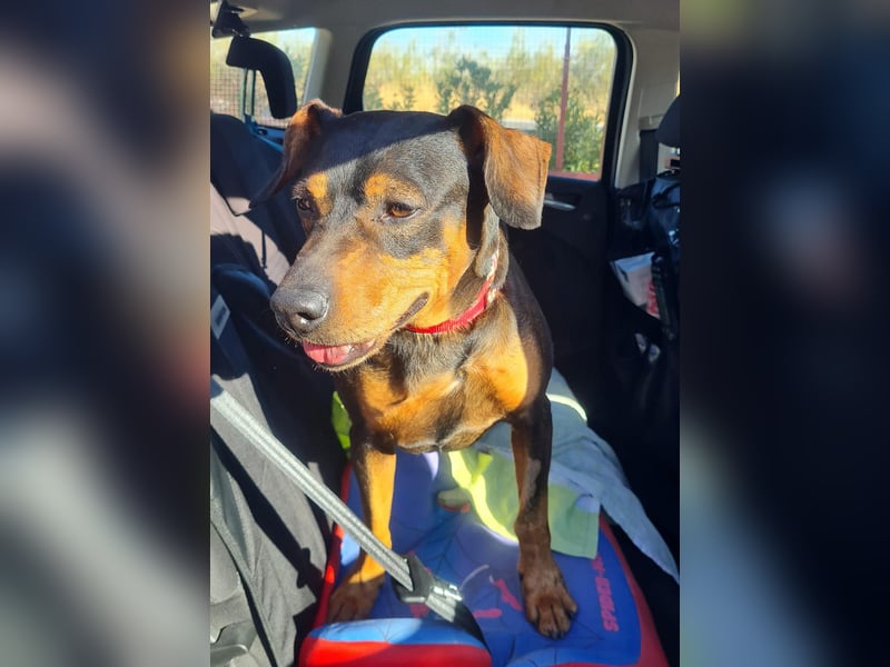 Risto - Charmeur sucht Sofa Risto - Charmeur sucht Sofa