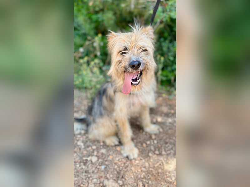 Daisy – zarte Hundeseele auf der Suche nach Geborgenheit
