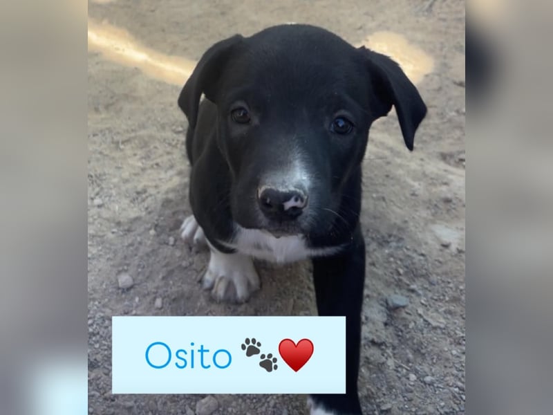 Osito -  möchte in einem Zuhause aufwachsen