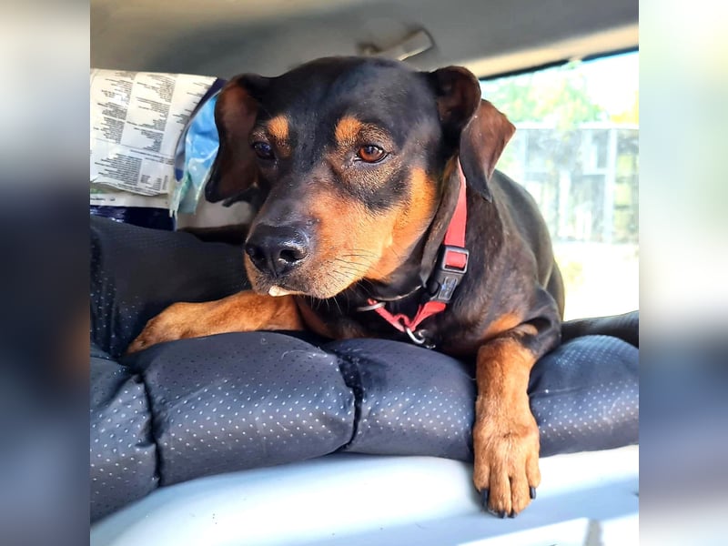 Risto - Charmeur sucht Sofa Risto - Charmeur sucht Sofa