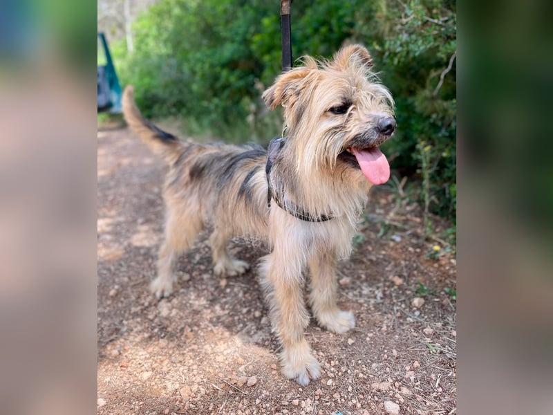 Daisy – zarte Hundeseele auf der Suche nach Geborgenheit