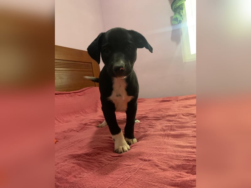 Osito -  möchte in einem Zuhause aufwachsen