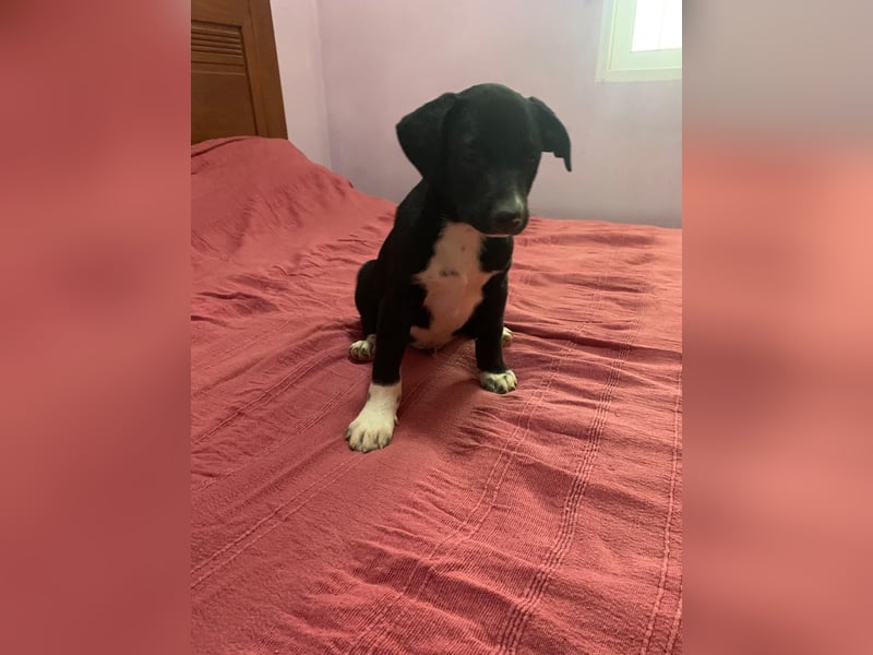 Osito -  möchte in einem Zuhause aufwachsen