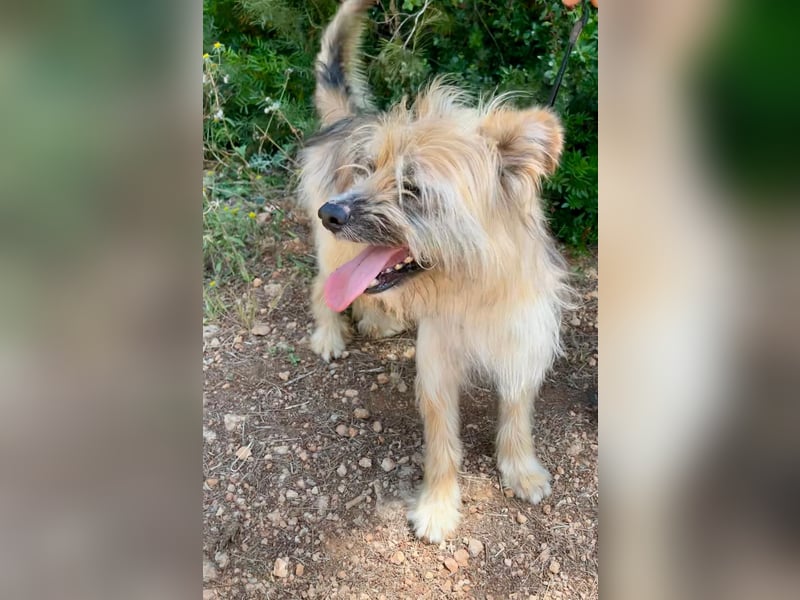 Daisy – zarte Hundeseele auf der Suche nach Geborgenheit