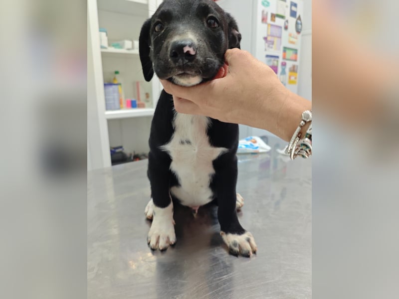 Osito -  möchte in einem Zuhause aufwachsen