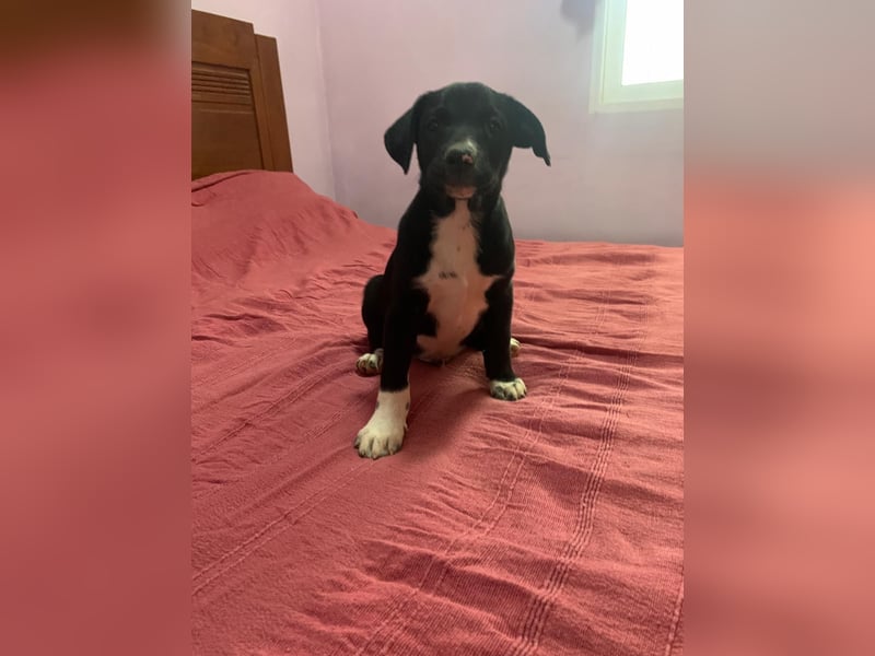 Osito -  möchte in einem Zuhause aufwachsen