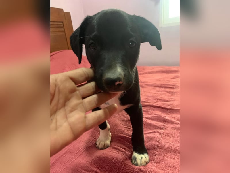 Osito -  möchte in einem Zuhause aufwachsen