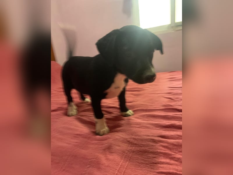 Osito -  möchte in einem Zuhause aufwachsen