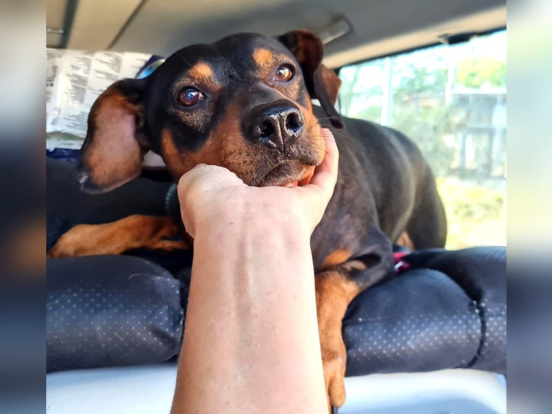 Risto - Charmeur sucht Sofa Risto - Charmeur sucht Sofa