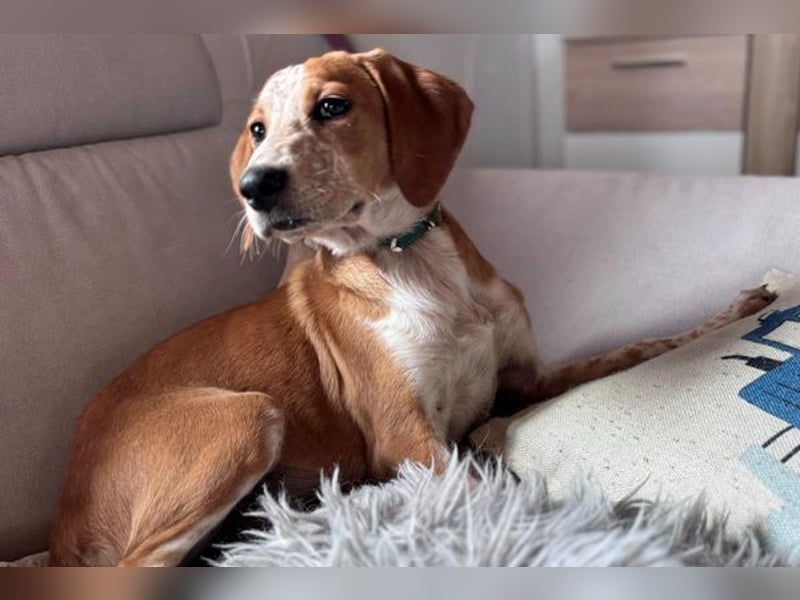 Coco sucht eine Familie