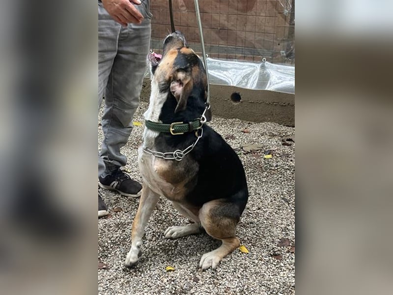 Süßes Dreibeinchen Stefano!