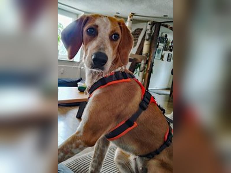 Coco sucht eine Familie
