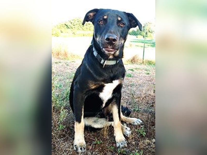 Conan sucht ein Zuhause