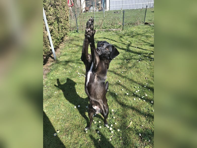 Toffee sucht ein neues Zuhause