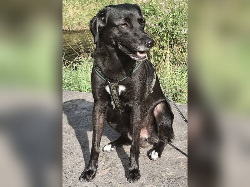 Toffee sucht ein neues Zuhause