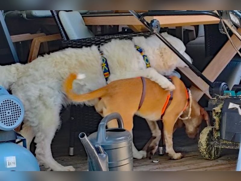 Coco sucht eine Familie
