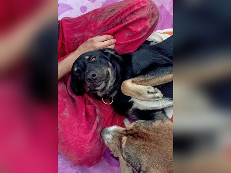 Conan sucht ein Zuhause