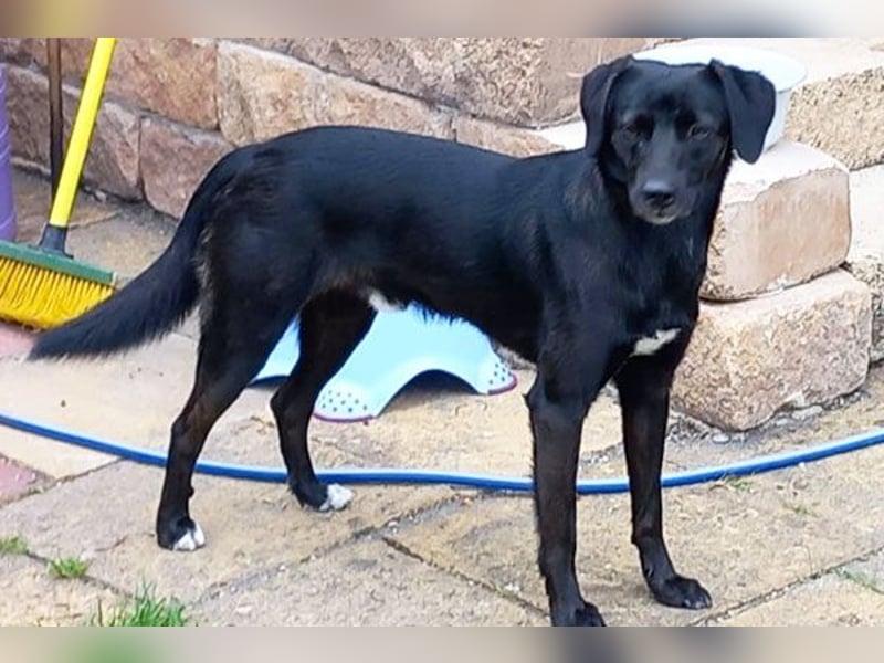 Toffee sucht ein neues Zuhause