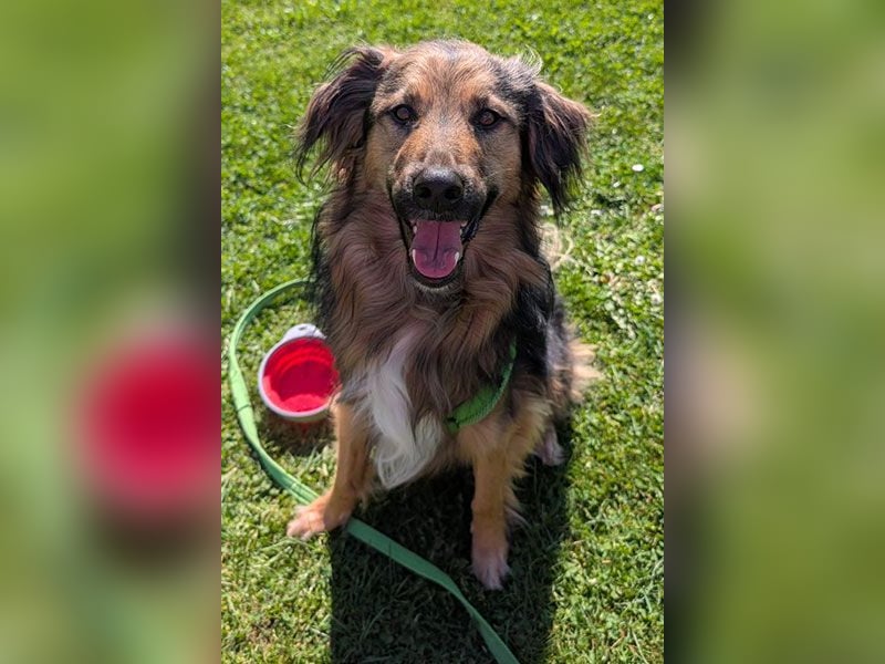 Zeus sucht eine neue Familie