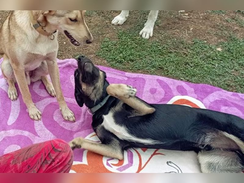 Conan sucht ein Zuhause