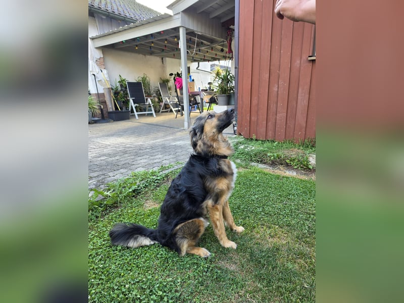 Zeus sucht eine neue Familie